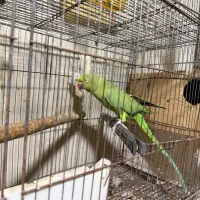 طوطی ملنگو|پرنده|امامزاده عبدالله, |دیوار