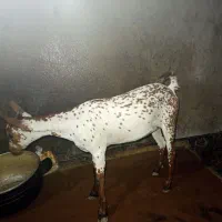 فروش بز سلاله