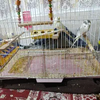 سلام|پرنده|مشهد, چهنو|دیوار