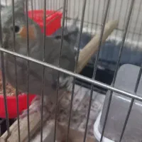 عروس هلندی|پرنده|کاشان, آیت الله سعیدی|دیوار