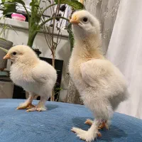 جوجه برهما لایت اصل ( امپراتور غول پیکر)