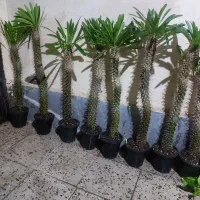 گل های خوشگل ناز