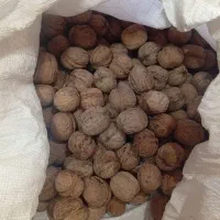 گردو تازه خوش مغز