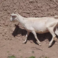 بز سانن اصل جوان