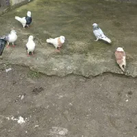 کبوتر|پرنده|گرمه, |دیوار