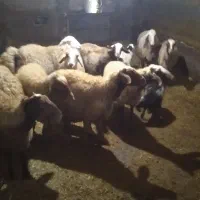 جفتی ۶۰|حیوانات مزرعه|اسلام‌‌آباد غرب, |دیوار