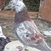 کبوتر رفتنی