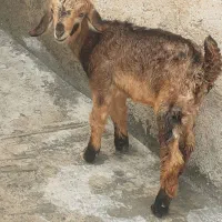 ۲ تا کهره نر و ماده علف خور