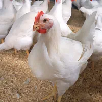 جهت کار در مرغداری خانزاده به یک کارگر نیاز مندیم