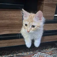 گربه پرشین میکس