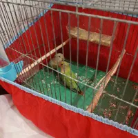 اسباب بازی|اسباب‌بازی بچه|پاکدشت, پاکدشت (مامازند)|دیوار