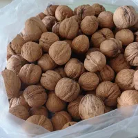 گردو تویسرکان همدان بهترین گردو ایران
