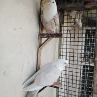 کبوتر، کله سفید، کلاغ کربلایی در چناران|پرنده|مشهد, توس (بلوار توس)|دیوار