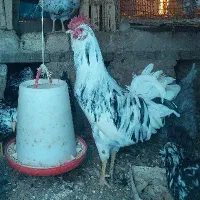 فروش خروس گلین