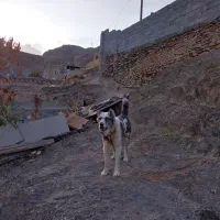 سلام سگ گله ای دهن پاک سن 1نیم جانوری