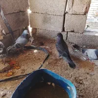 کفتر فروشی|پرنده|رویدر, |دیوار