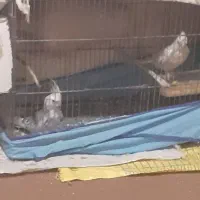 عروس ایزابلا|پرنده|خان ببین, |دیوار