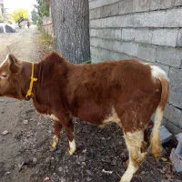 گوساله نر اس