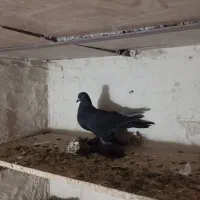 کبوتر|پرنده|بستان آباد, |دیوار