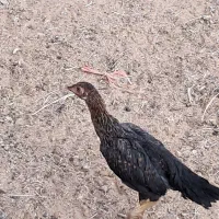 چند عدد جوجه خروس و مرغ دورگ لاری درجه یک|حیوانات مزرعه|تویسرکان, |دیوار