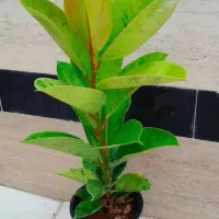 فیکوس لیراتا برگ پهن خوشگل قیمت فقط ۲۵۰تومن|گل و گیاه طبیعی|رشت, عینک|دیوار