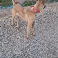 گمشده|سگ|موچش, |دیوار