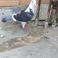 کفتر...