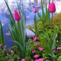 نهال 3ساله انار دانه سیاه و شلیل بارده