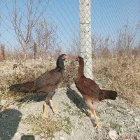 لاری|حیوانات مزرعه|سلماس, |دیوار