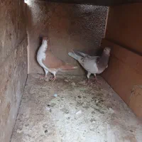 یک عدد کاغذی هفرنگ یک عدد خوشرنگ