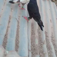 ماده دورگ سیاه