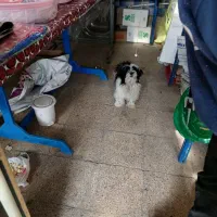 سگ پاکوتاه|سگ|فیرورق, |دیوار