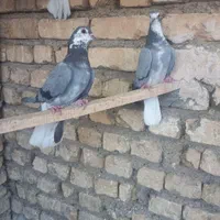 کبوتر گلین|پرنده|اصفهان, کساره|دیوار