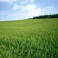 زمین تجاری مسکونی در شهرک فرهنگیان