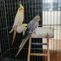 طوطی معاوضه با کفتر|پرنده|الوند, |دیوار