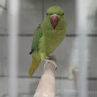 سهره ملنگو و مرغ مینا