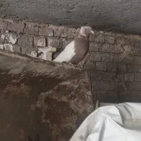 کبوتر کفتر|پرنده|زرند, |دیوار