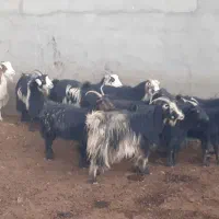 بز و چپش ابستن،مایه کرده،میش بره