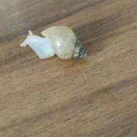 عمده حلزون  های تراپی آلبینو ی پوست