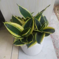 گل دکوری طبیعی هدیه کامپکت سانسوریابلک گلدباپاجوش|گل و گیاه طبیعی|تهران, خانی آباد نو شمالی|دیوار