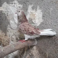 کبوتر سرور