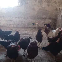 خروس محلی