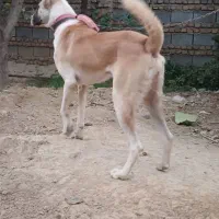 دو رگ سراب خراسانی