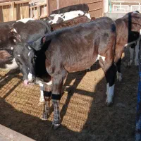 گوساله ماده قلم درشت|حیوانات مزرعه|مشهد, آبادگران|دیوار