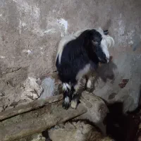 بز با برغاله|حیوانات مزرعه|دهگلان, |دیوار