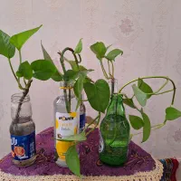فروش گل