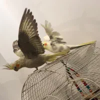 طوطی عروس|پرنده|رشت, سلیمانداراب|دیوار