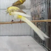 قناری‌ رسمی‌ بلند|پرنده|تهران, دولاب|دیوار