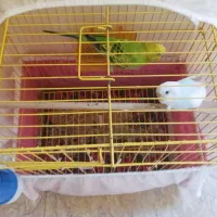 فروش مرغ عشق جفت ی ساله