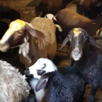 گوسفند|حیوانات مزرعه|بروجرد, |دیوار